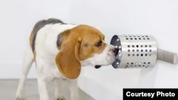 This dog is training to identify the scent associated with COVID-19 in canisters at BioScent in Myakka City, Florida. (Courtesy of BioScent)