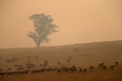 Sheep graze in a field shrouded with smoke haze near at Burragate, Australia, Jan. 11, 2020.