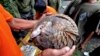 Saisie record de trois tonnes d'écailles de pangolin en Côte d'Ivoire