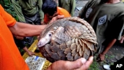 Un homme porte un pangolin en Malasie, 1er mars 2013.