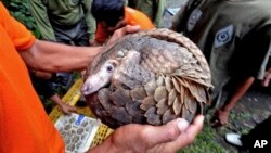 Trenggiling yang disita di Sibolangit, Sumatra Utara, saat hendak diselundupkan ke Malaysia. (Foto: Dok)