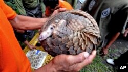 Trenggiling yang diselundupkan kapal China dari Sumatra ke Filipina disita pihak berwenang di Medan. (Foto: Dok)