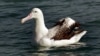 FILE - The wandering albatross is part of the extensive bird life on Marion Island in the southern Indian Ocean. They're under threat now from predatory mice.