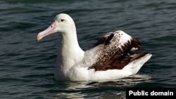 FILE - The wandering albatross is part of the extensive bird life on Marion Island in the southern Indian Ocean. They're under threat now from predatory mice.