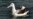 Mice killing off rare seabirds on remote South African island