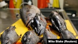 Kepala tuna sirip biru Pasifik akan segera diotopsi ahli biologi NOAA di Jolla, California, AS, 3 Oktober 2018. (Foto: REUTERS/Mike Blake)