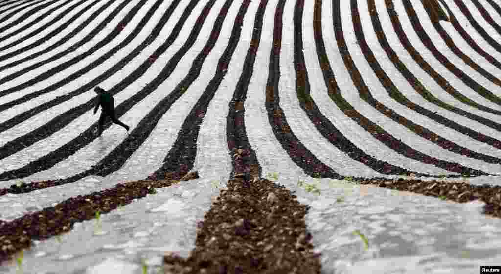 A man walks through a field of maize, planted under a film of biodegradable plastic which raises the soil temperature at the start of the season, near the city of Londonderry, Northern Irealand.
