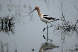 FILE - An American avocet searches for food in a wetland near Sterling, N.D., June 21, 2019.