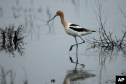 FILE - An American avocet searches for food in a wetland near Sterling, N.D., June 21, 2019.