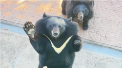 ‘재주는 곰이 부리고 돈은 되놈이 번다’ 증거자료(?) 대공개

