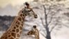 Un bébé meurt attaqué par une girafe en Afrique du Sud