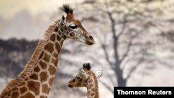 Les girafes n'attaquent généralement pas les humains.