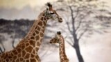 French zoo welcomes second baby giraffe in a year