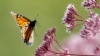 Una mariposa monarca fotografiada en Freeport, Maine, EEUU. (Foto AP/Robert F. Bukaty)