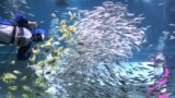 Divers dressed in penguin costumes perform with a school of fish as part of the New Year and winter vacation season&#39;s events at an Coex Aquarium in Seoul, South Korea. 