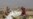 Ethiopian Official: Plane Crash Report Due This Week