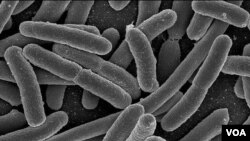 Penelitian terpisah menemukan gen NMD-1 juga ditemukan dalam bakteri Escherichia Coli ini.