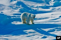 FILE - This March 25, 2009, file photo provided by the U.S. Geological Survey shows a polar bear in the Beaufort Sea region of Alaska. (Mike Lockhart/U.S. Geological Survey via AP, File)