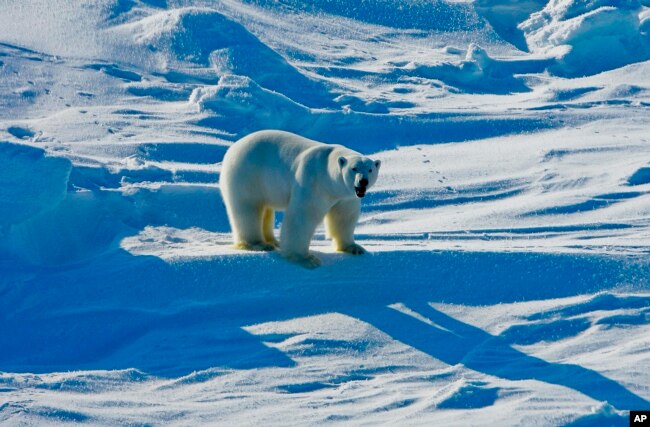 FILE - This March 25, 2009, file photo provided by the U.S. Geological Survey shows a polar bear in the Beaufort Sea region of Alaska. (Mike Lockhart/U.S. Geological Survey via AP, File)