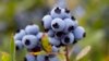 Climate Change Affects Maine’s Blueberry Crops