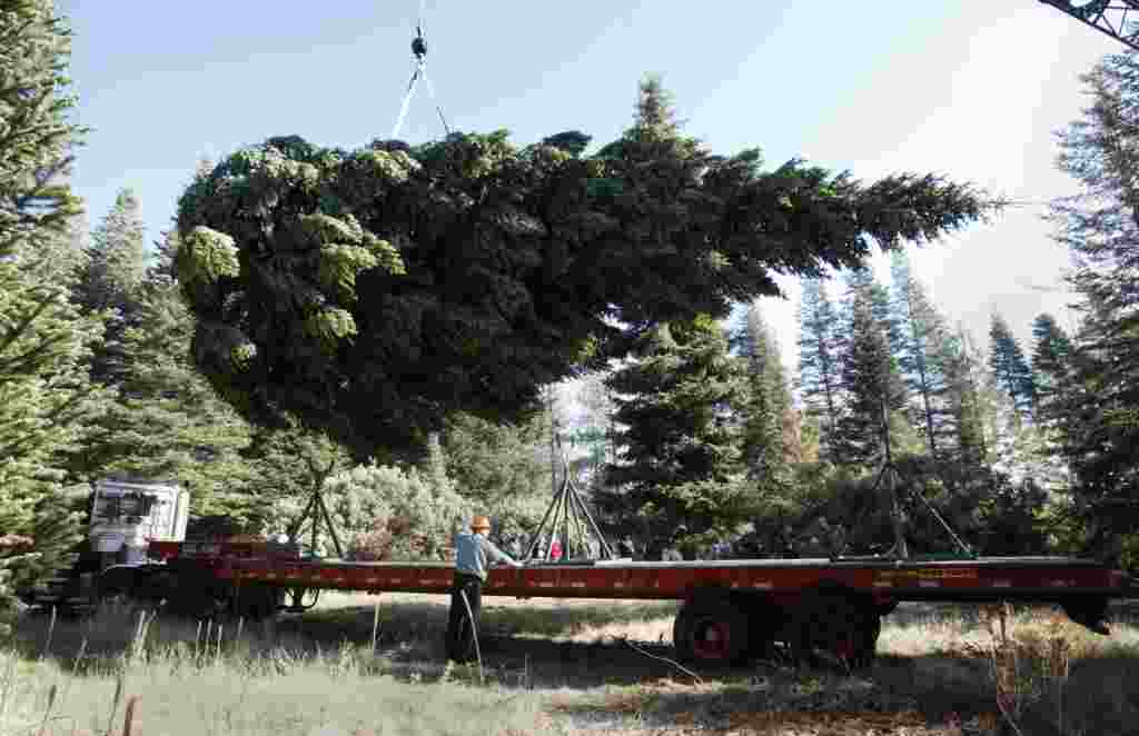 کارگران این درخت صنوبر را به صورت افقی روی کامیون قرار می دهند