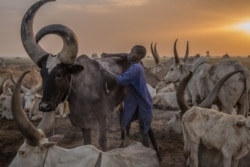 FILE - A boy from the Dinka tribe tends a cow in the early morning at their cattle camp in Mingkaman, Lakes State, South Sudan, March 4, 2018.