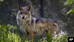 Grupos ambientalistas y científicos han pedido a los administradores de la vida silvestre en Estados Unidos nuevos planes para garantizar la supervivencia del lobo mexicano en el suroeste del país.