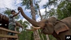 FILE - A mahout touches a tame elephant at a government-owned elephant facility in Kabyin Lwin, northern Sagaing division, Myanmar, June 27, 2016.