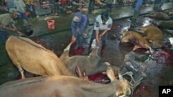 Workers drag a cow after it was slaughtered in a slaughterhouse in Makassar in South Sulawesi province, Indonesia, June 1, 2011
