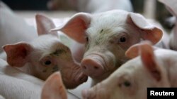 FILE - Piglets are pictured at a farm near the village of Belotincy, 140 km (90 miles) from Sofia, Bulgaria.