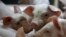 FILE - Piglets are pictured at a farm near the village of Belotincy, 140 km (90 miles) from Sofia, Bulgaria.