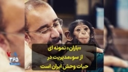 دامپزشک شامپانزه ایرانی: «باران» نمونه‌ای از سوءمدیریت در حیات وحش ایران است