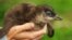 FILE - A four to five-week-old Little Penguin chick is being held near Manly in the Sydney Harbour National Park, Australia, Sept. 4, 2014.