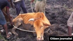 Zimbabwe's cattle herd was almost Dlodlo decimated over the years by perennial droughts, poor farming methods and other factors. 