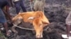 Beef Prices Tank as Cattle Succumb to Devastating Drought