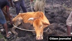 Many cattle are succumbing to the devastating drought in Matabeleland region.