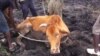 An estimated 7,000 cattle have succumbed to severe drought in the past four months.