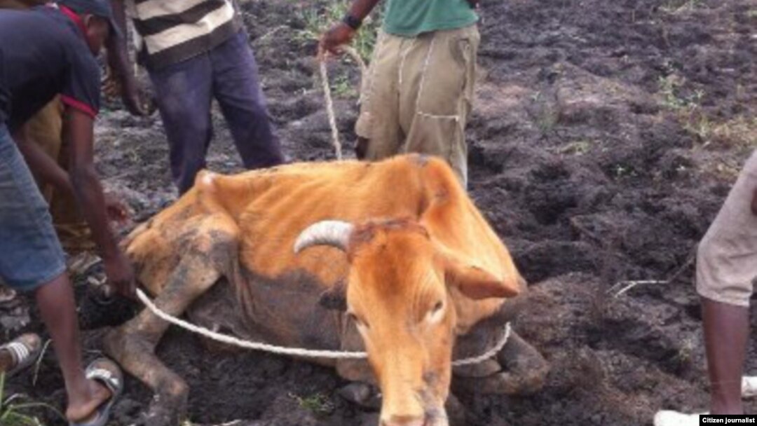 Thousands of cattle are being decimated by drought in most parts of Zimbabwe. (File Photo)