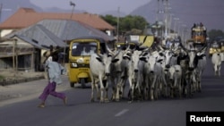 FILE - A boy runs as a herd of cattle approach on a street in Jalingo, Apr. 10, 2015. 