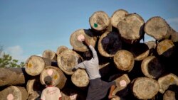 မြန်မာ့သစ်တော ထိန်းသိမ်းရေး ဒေါ်လာ ၅ သန်းခွဲ နော်ဝေထောက်ပံ့