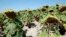 Dry sunflowers are pictured on a field near Grossengersdorf in Lower Austria province August 7, 2013. 