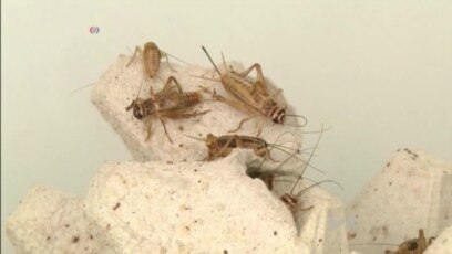 A Sneaky Way to Put Bugs on the Menu