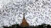 ARHIVA - Slepi miševi iznad hrama Wat Kao Kong Fran u potrazi za hranom, u sumrak u pokrajini Račaburi, 130 km zapadno od Bangkoka, u septembru 2009. (Foto: Reuters)