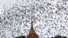 FILE - Bats from a cave fly over Wat Khao Cong Phran Temple in search of food during dusk in Ratchaburi province, 130 km (81 miles) west of Bangkok, Sept. 14, 2009. 