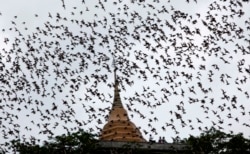 FILE - Bats from a cave fly over Wat Khao Cong Phran Temple in search of food during dusk in Ratchaburi, 130 km west of Bangkok, September 14, 2009.