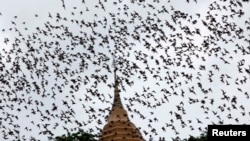 FILE - Bats from a cave fly over Wat Khao Cong Phran Temple in search of food at dusk in Ratchaburi province, 130 kilometers west of Bangkok, Thailand, Sept. 14, 2009.
