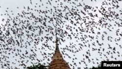 FILE - Bats from a cave fly over Wat Khao Cong Phran Temple in search of food during dusk in Ratchaburi province, 130 km (81 miles) west of Bangkok, Sept. 14, 2009. 