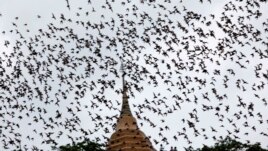 FILE - Bats from a cave fly over Wat Khao Cong Phran Temple in search of food during dusk in Ratchaburi, 130 km west of Bangkok, September 14, 2009.