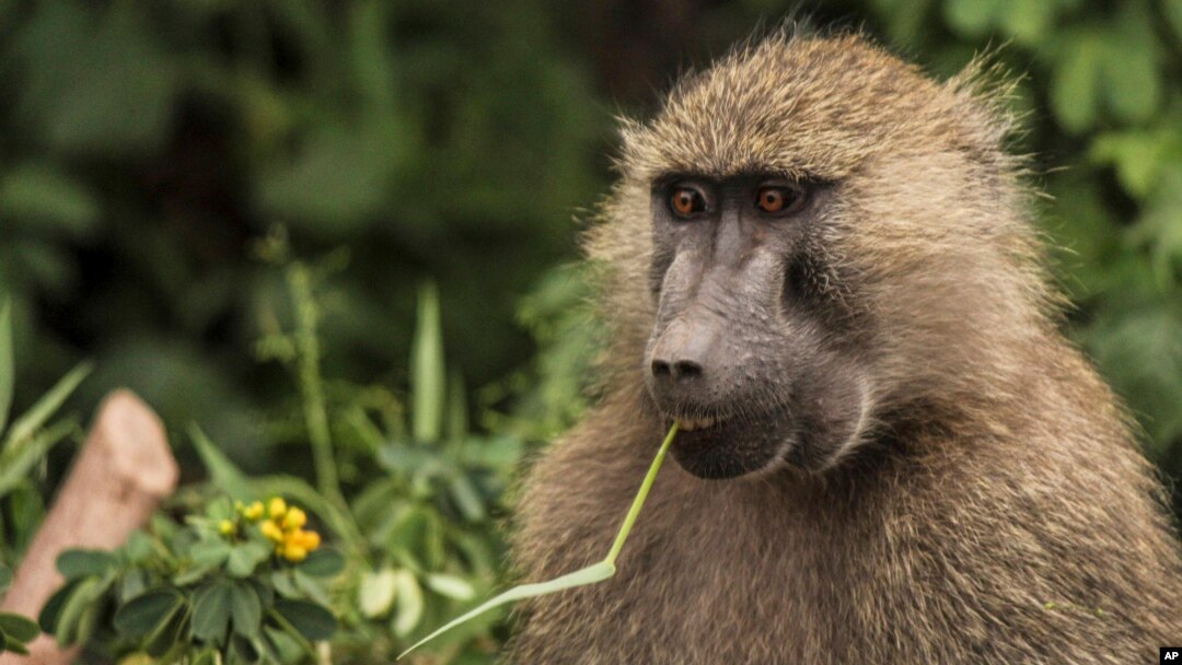 Seekor babon makan tanaman di Taman Nasional Danau Manyara di pinggiran kota Arusha, Tanzania utara. 