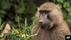 FILE - A baboon feeds on plants in Lake Manyara National Park on the outskirts of Arusha, northern Tanzania. 